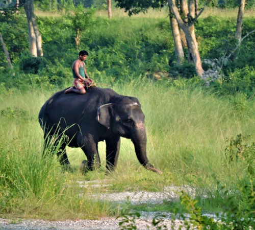 5N 6D Adorable Dooars Tour Package
