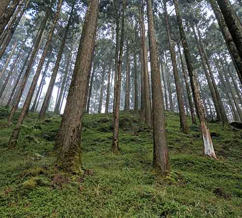 Darjeeling Group Adventure Tour